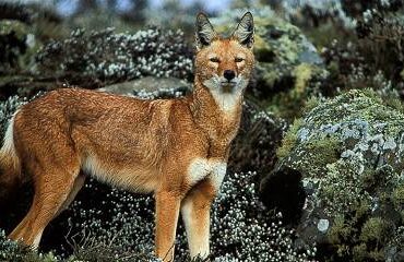 Bale_Mountains_National_Park_025