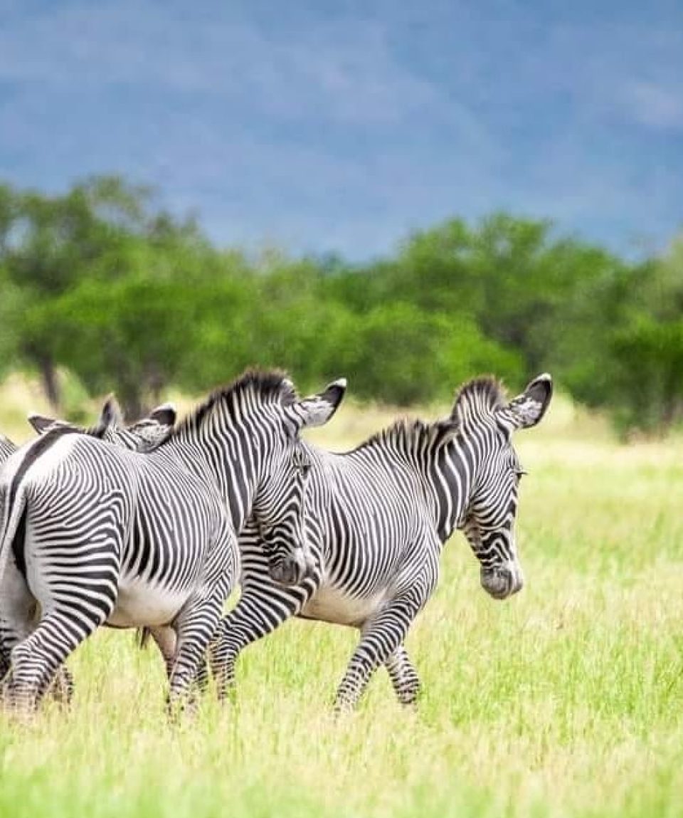 Borana National Park Tour