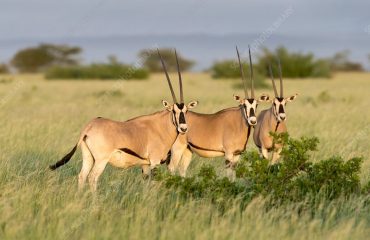 Beisa Oryx herd in Awash National Park
