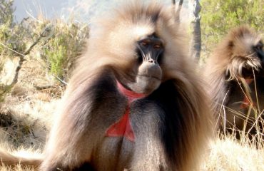 chilada baboon
