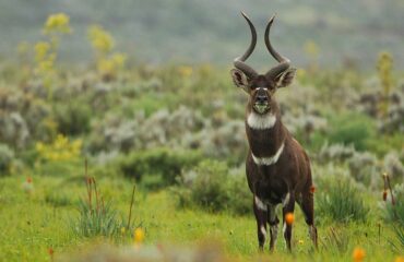 Bale mountains