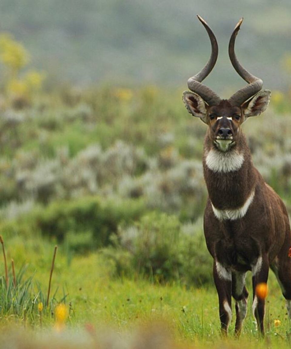 Bale mountains