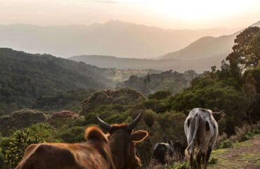 harenna-forest-ETHIOPIA0717-1ad08883fccb4926a7fd68307e412a95