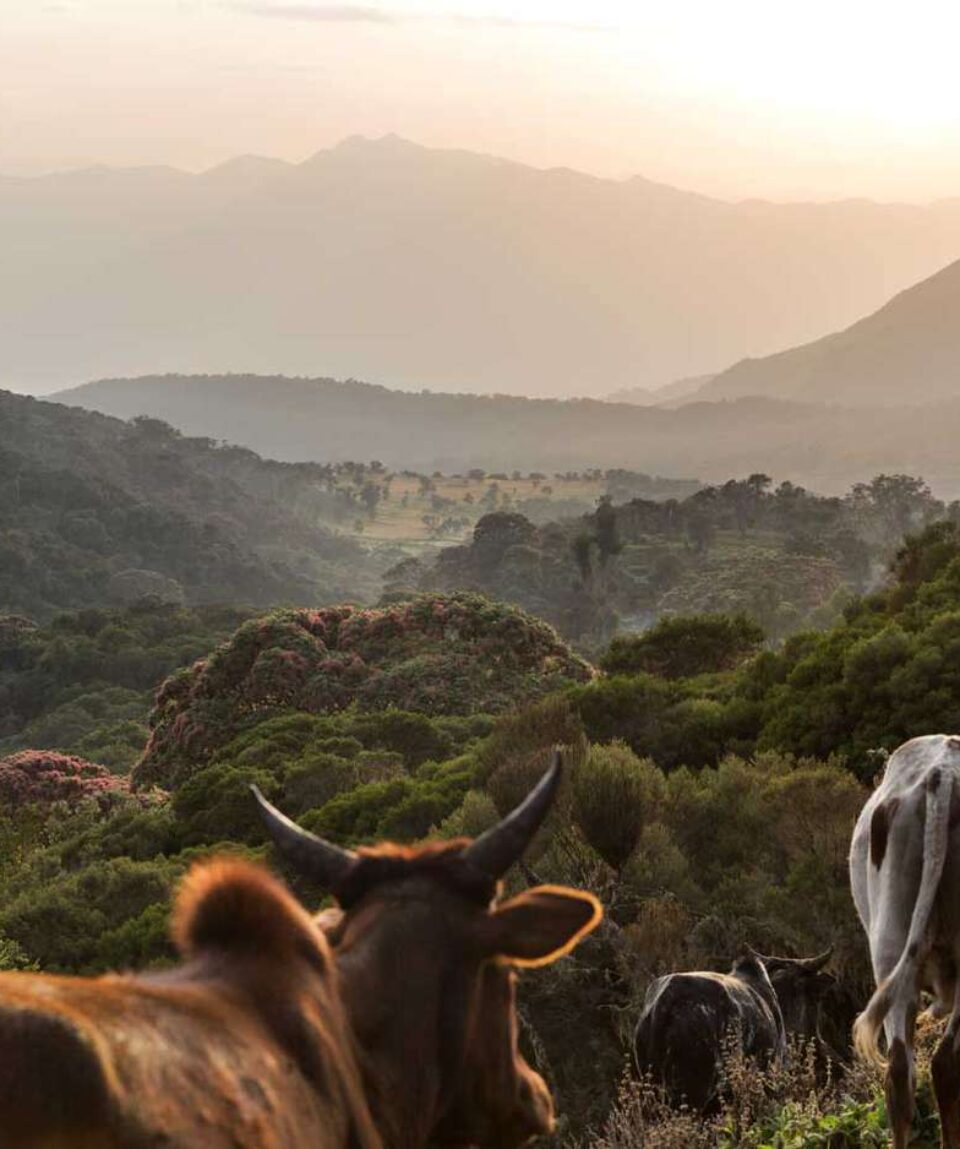 harenna-forest-ETHIOPIA0717-1ad08883fccb4926a7fd68307e412a95